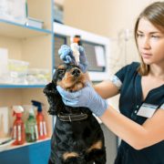 Problemy psa ze wzrokiem