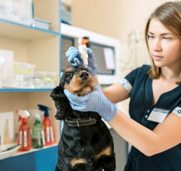 Problemy psa ze wzrokiem