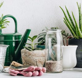 Całoroczny ogród domowy