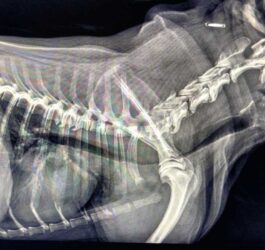 Zapadanie tchawicy u psów (TCS-Tracheal Collapse Syndrome)