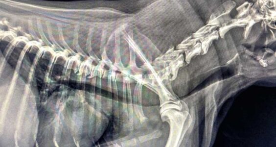 Zapadanie tchawicy u psów (TCS-Tracheal Collapse Syndrome)