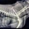 Zapadanie tchawicy u psów (TCS-Tracheal Collapse Syndrome)